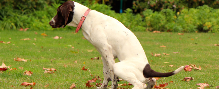 Asesoría en Hábitos Higiénicos y Prevención de problemas de Comportamiento en cachorros