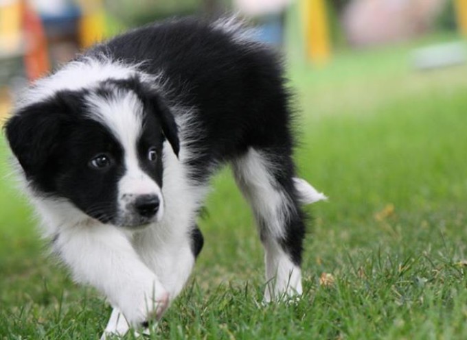 Programa para cachorros educación básica y prevención de comportamientos inadecuados