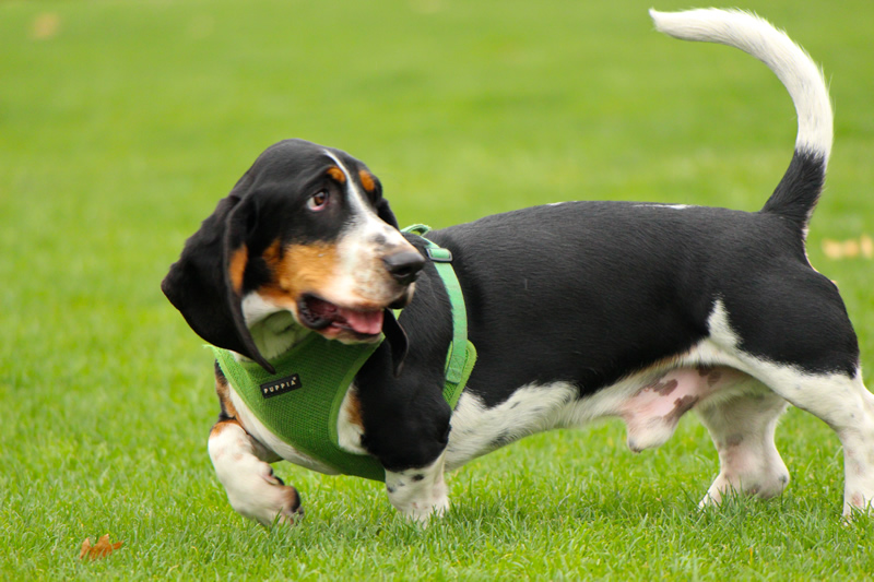 10 tips para enfrentar problemas de conducta en perros