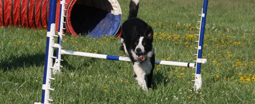 ¿A qué edad debo comenzar a adiestrar a mi perro?