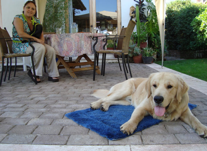 La educación de nuestro perro