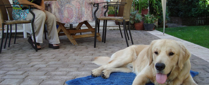 La educación de nuestro perro