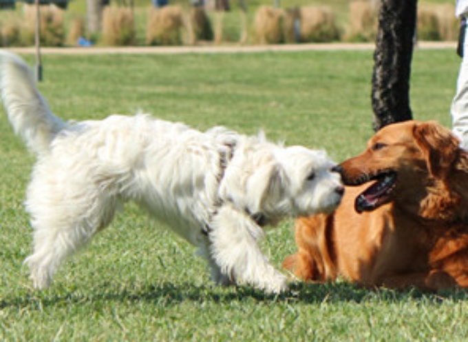 La historia y el concepto equivocado de la dominancia en perros