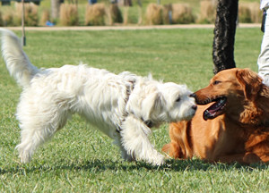 La historia y el concepto equivocado de domonancia en perros