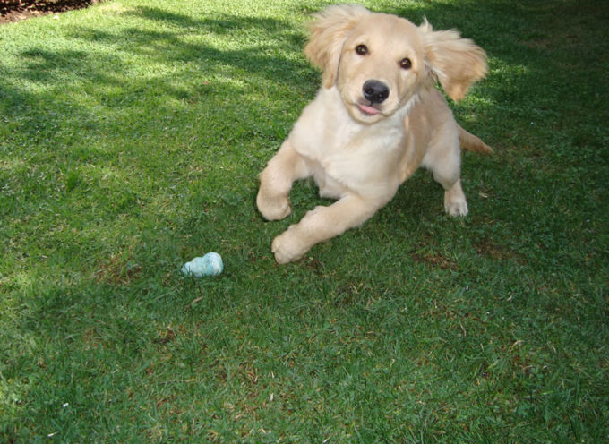 Perros con energía