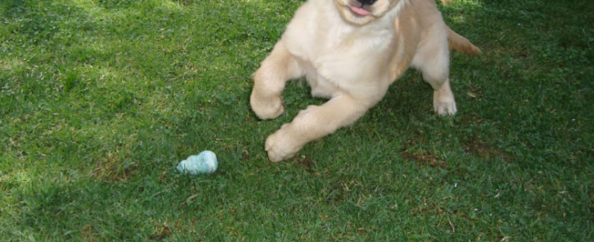 Perros con energía