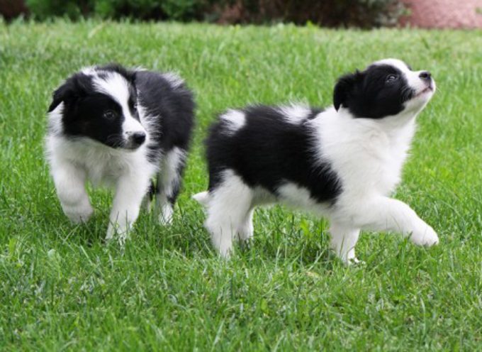 El bienestar del cachorro: cómo socializar al cachorro sin poner en riesgo su Salud