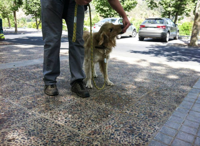 ¿Si socializo demasiado a mi perro y se vuelve amistoso con la gente, me servirá como guardián?