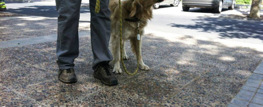 ¿Si socializo demasiado a mi perro y se vuelve amistoso con la gente, me servirá como guardián?