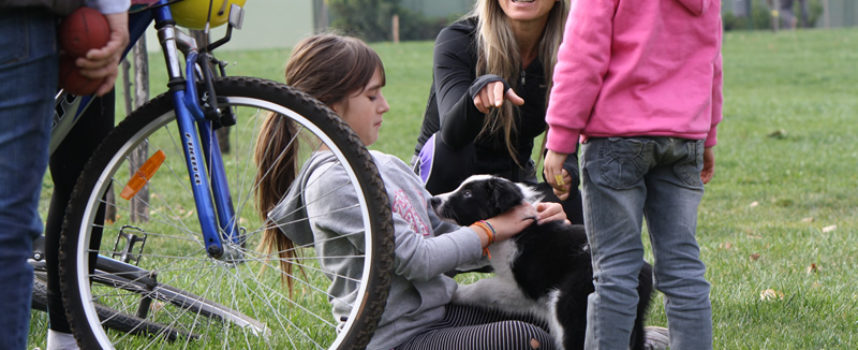 Socialización y adiestramiento del cachorro