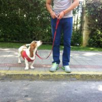 ¿El adiestramiento, sólo sirve para perros que tienen problemas de conducta?