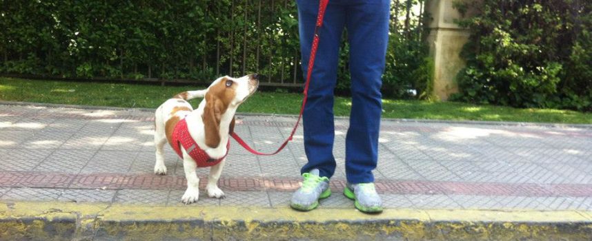 ¿El adiestramiento, sólo sirve para perros que tienen problemas de conducta?