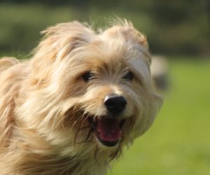 Curso de Adiestramiento y Educación Canina a domicilio