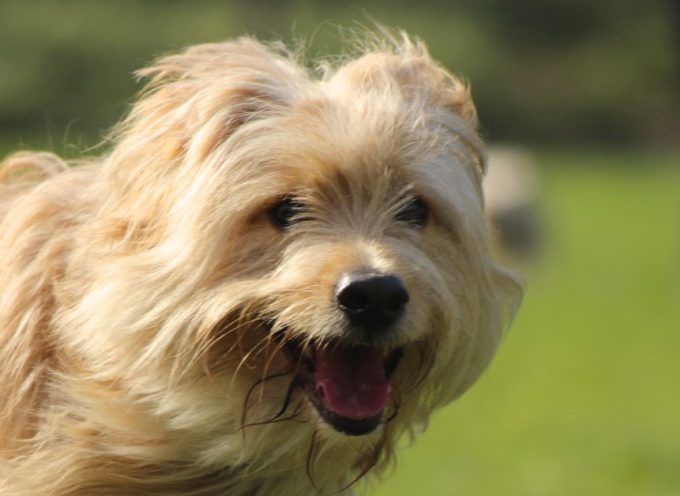 Curso de Adiestramiento y Educación Canina a domicilio