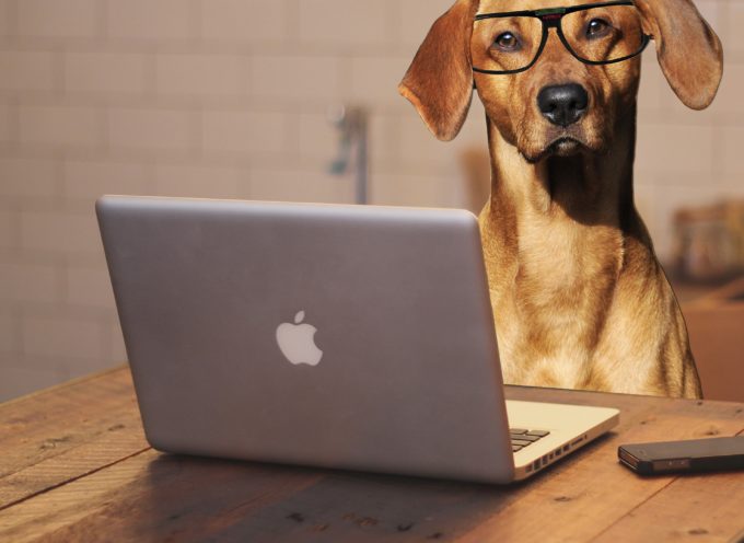 Adiestramiento Canino, Curso Online, Entrena a tu perro por videollamada vía WhatsApp, Skype o Zoom
