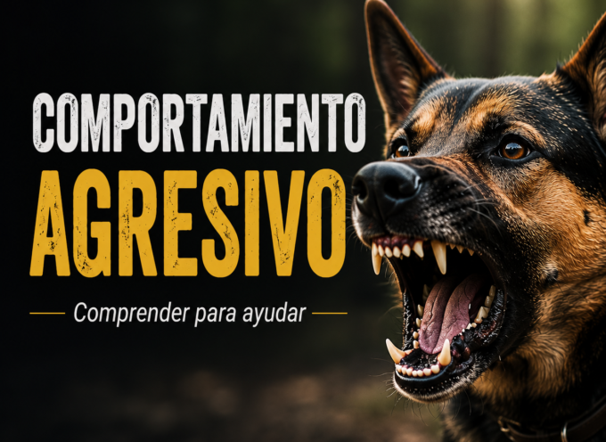 Comportamiento agresivo